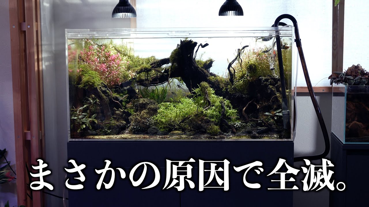 【悲報】20畳の水槽部屋、まさかのアレが原因で全滅した。