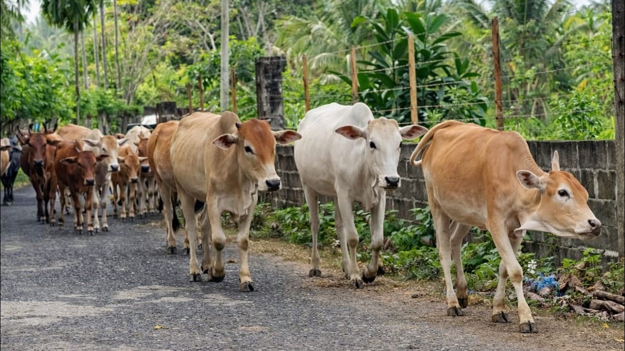 Herding cute cows in the beautiful afternoon with a view of the village rice, Cow sound cow Moo
