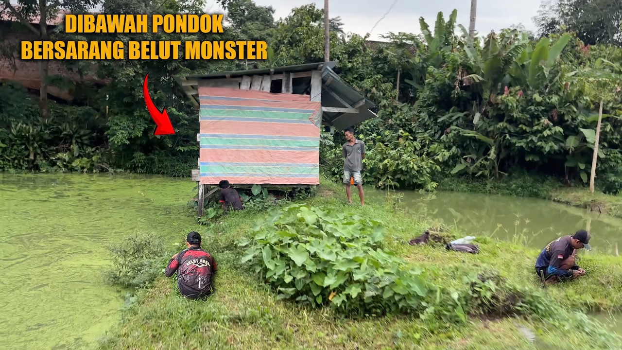 BAWAH PONDOK JADI SARANG BELUT MONSTER