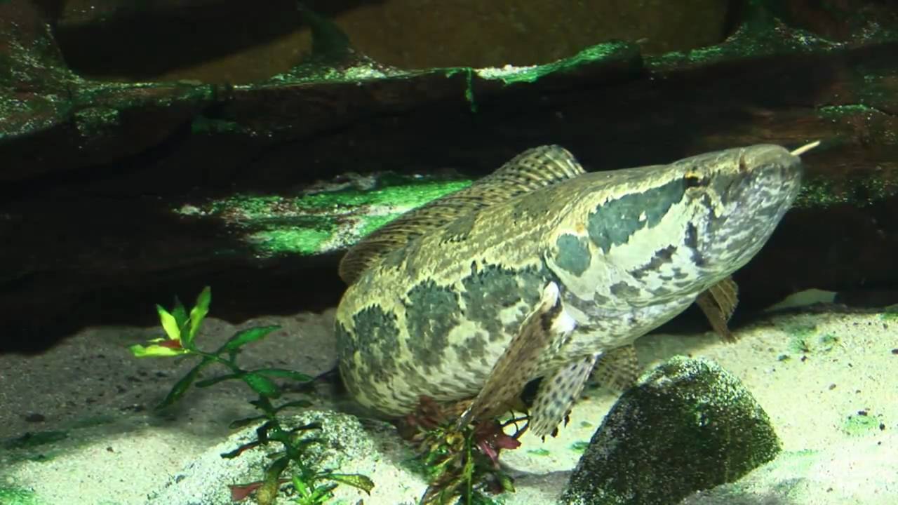AQUARISTIK im 