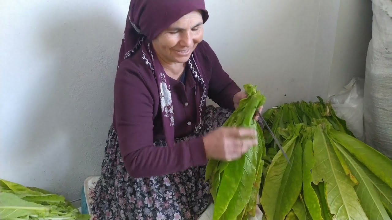 Tütün Nasıl Takılır ?  ( Tobacco Harvesting Traditional Methods ) #tütüntakma