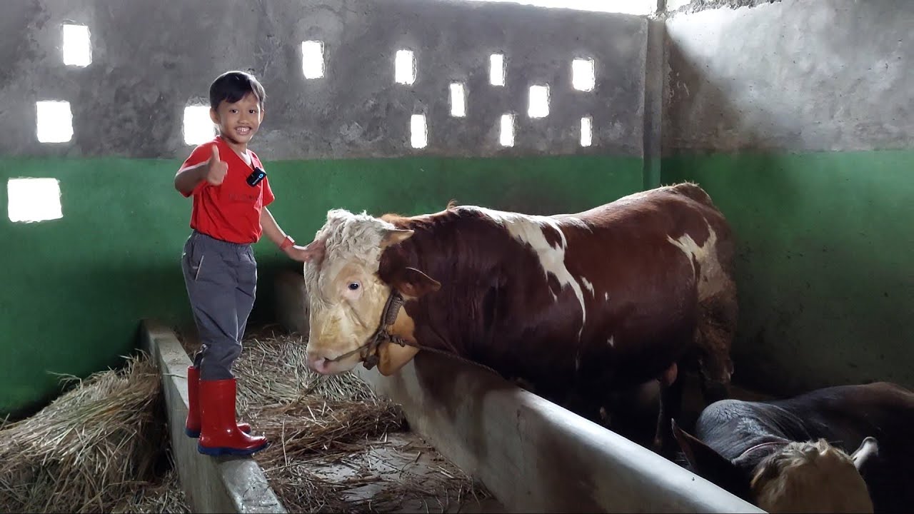 Sapi Lucu Lemu - lemu