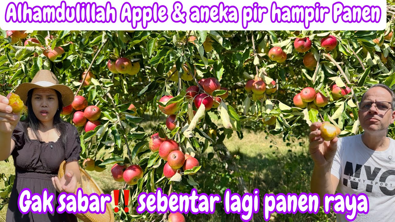 ALHAMDULILLAH APPLE DAN ANEKA PIR HAMPIR PANEN || SEMUA FULL BUAH GAK SABAR PANEN RAYA 