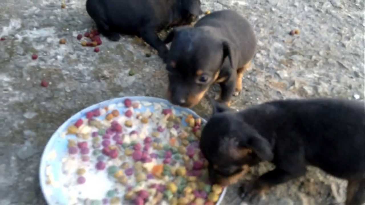 filhotes pinscher número 1