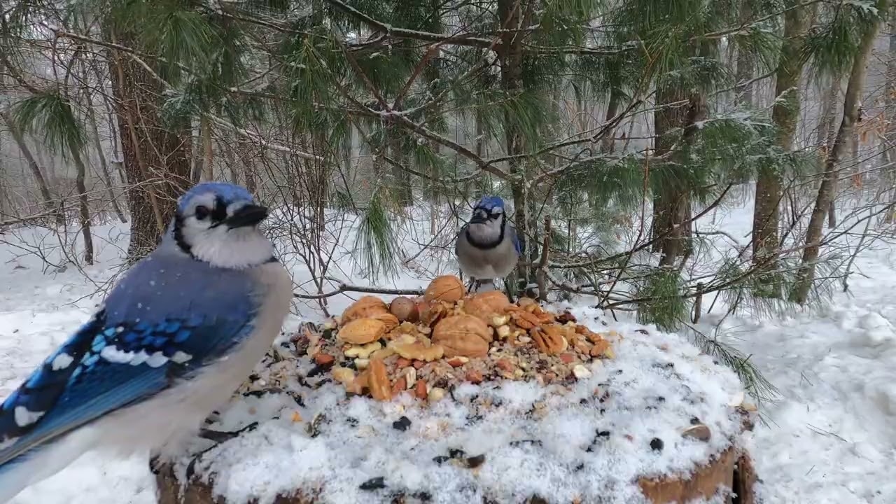 Blue Jays, Squirrels, Red-bellied Woodpecker