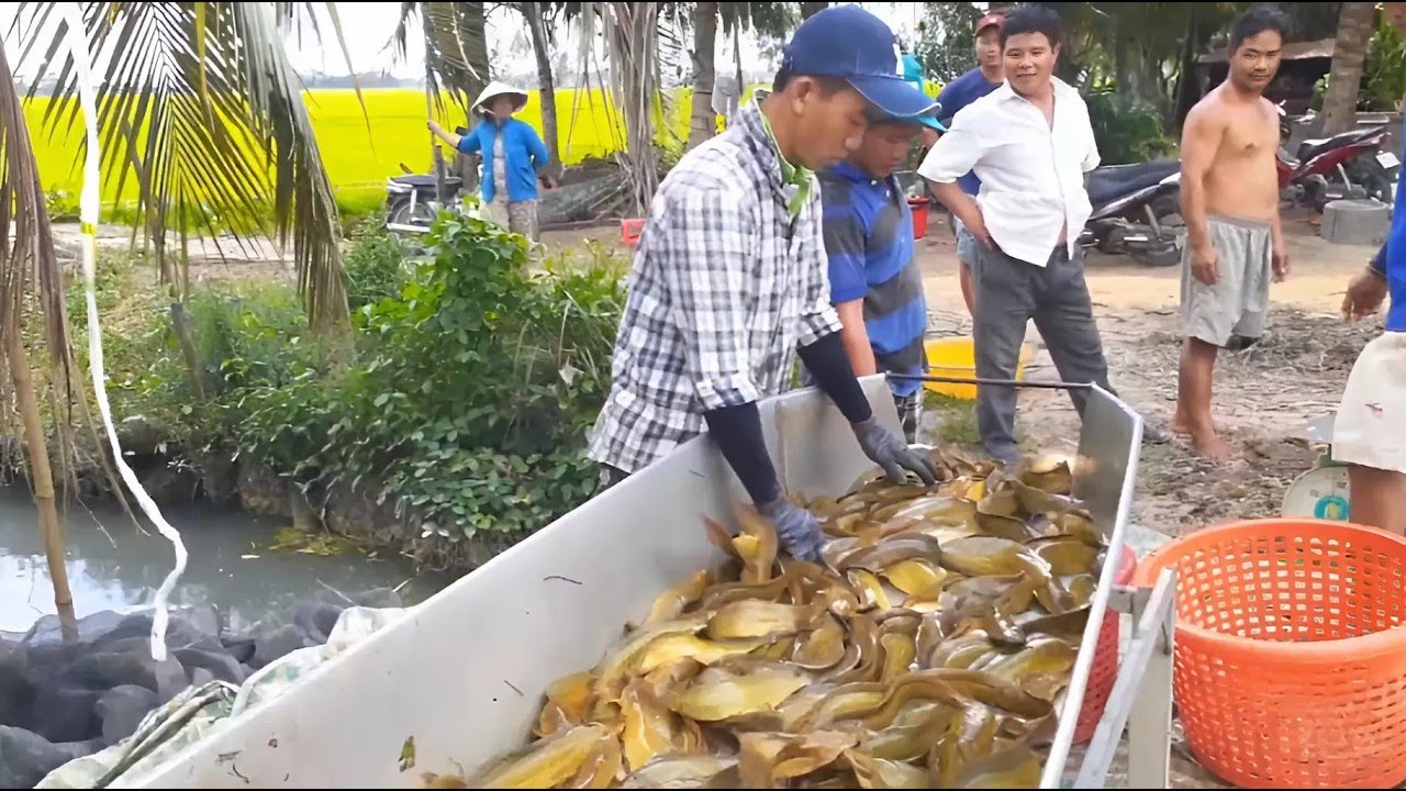 L&agrave;m gi&agrave;u từ nu&ocirc;i c&aacute; tr&ecirc; - L&atilde;i Cao - Ai cũng l&agrave;m được