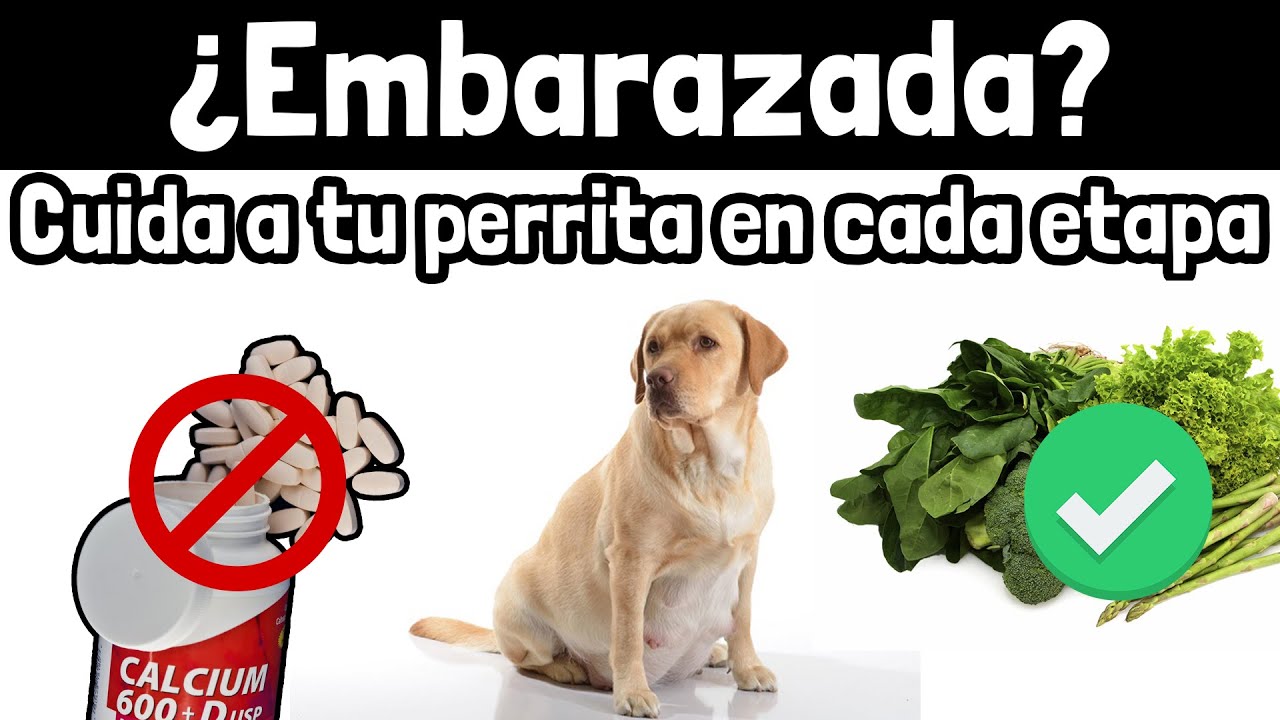 Cómo adaptar la dieta de tu perrita embarazada en cada etapa