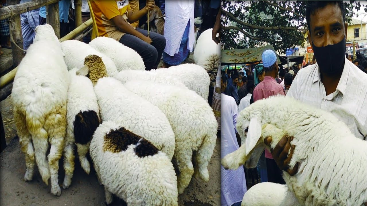 11/03/2026 মাত্র 9 হাজার টাকা গাড়ল এবং ভেড়া,,Sheep market.