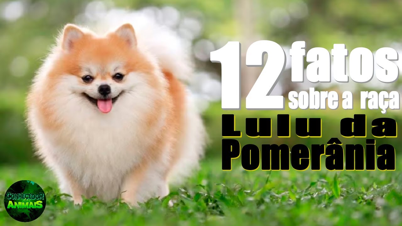 12 COISAS que só donos de LULU DA POMERÂNIA entendem!