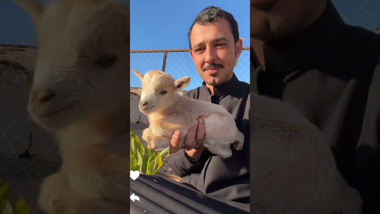 تذكار تحسن الحمد لله / سنابات ابو ناصر