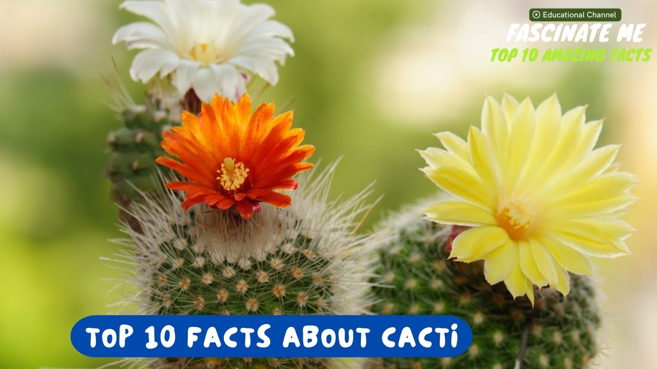 Top 10 most interesting and fascinating facts about CACTI