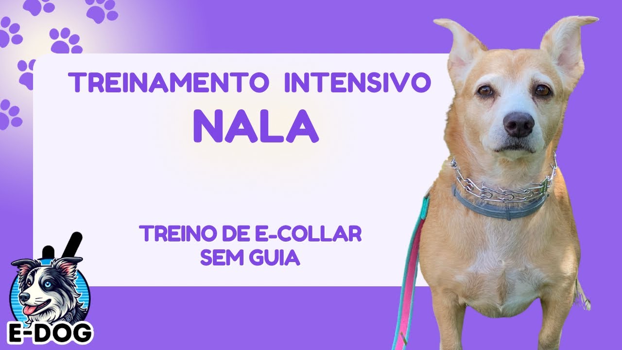 Treino de E-collar sem guia - Dia 10 - Treinamento Intensivo Nala
