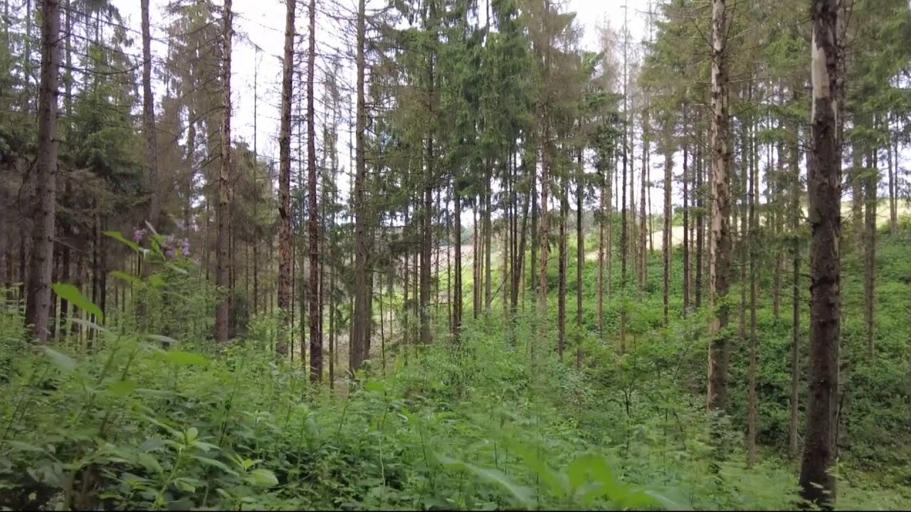Eigener Wald ? Nehm´ ich !