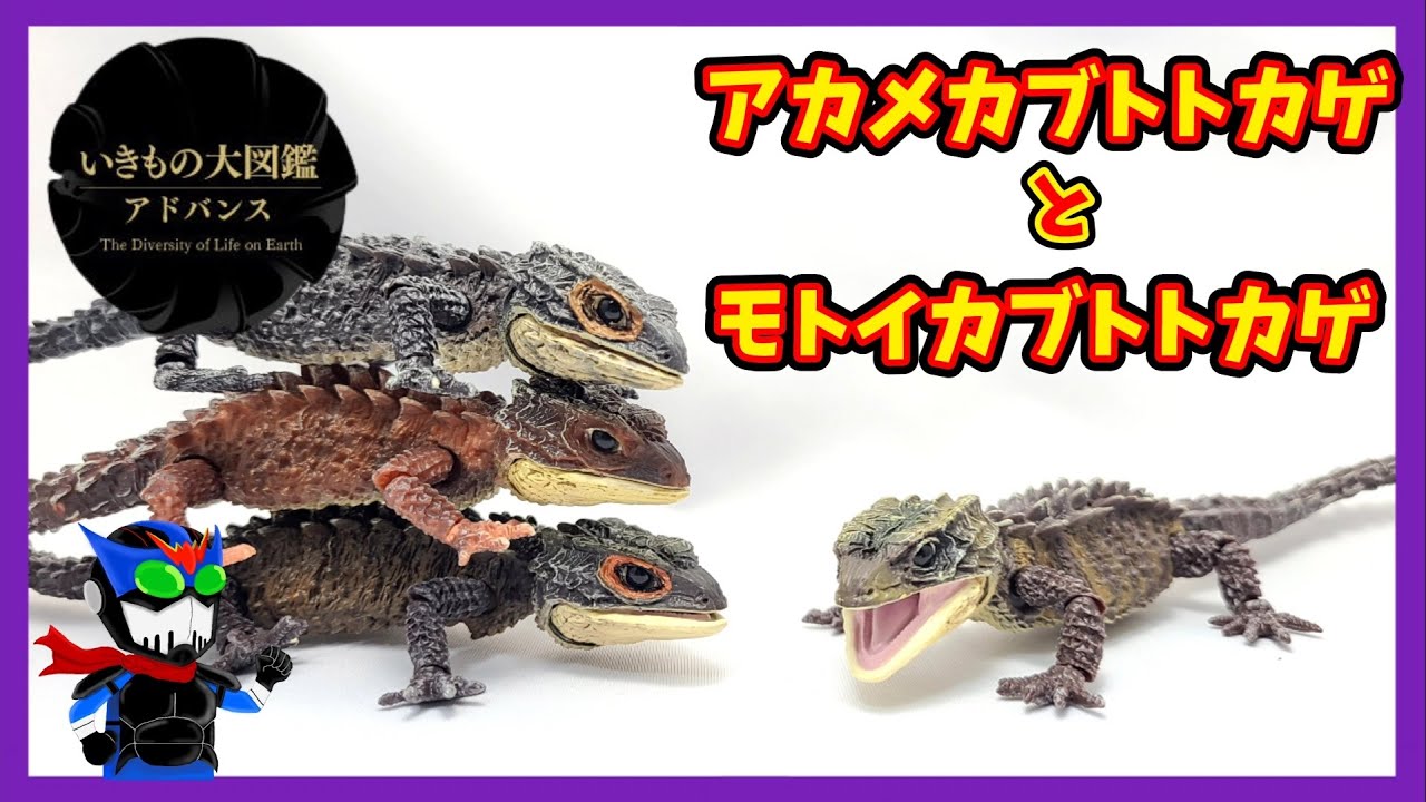 【ガチャ】現代に生きるドラゴン、アカメカブトトカゲとモトイカブトトカゲ【いきもの大図鑑アドバンス】