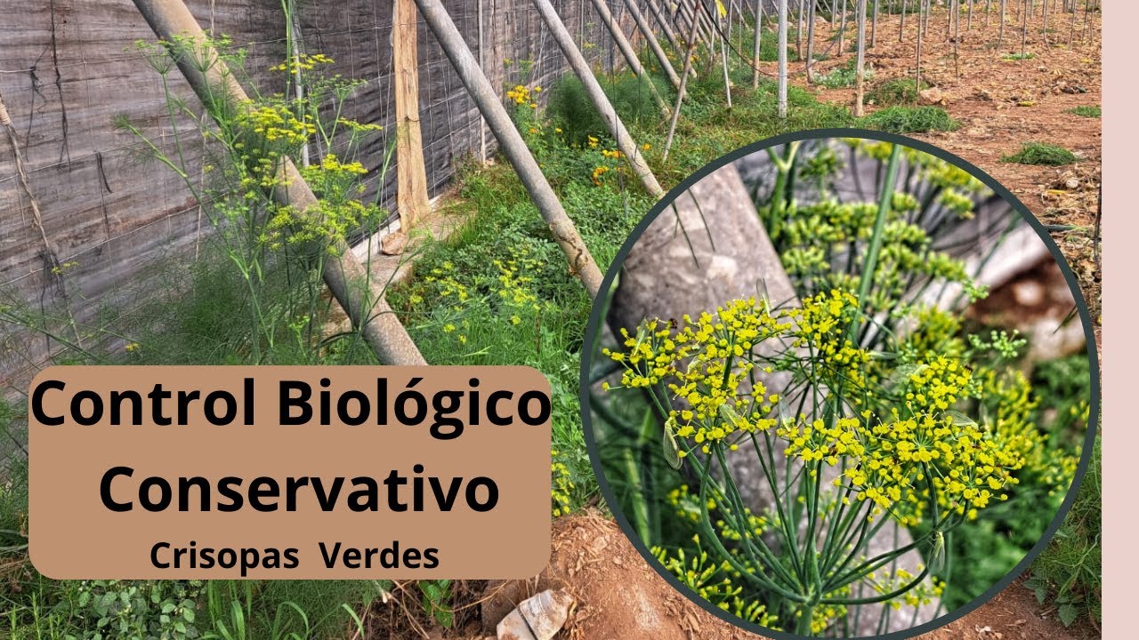 Control Biológico conservativo  (Refugio de Crisopa Verde) #CrisopaVerde