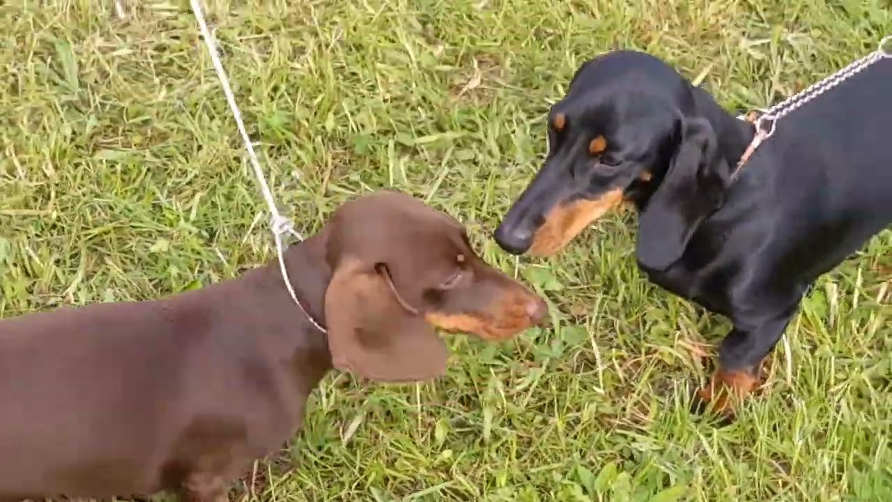 Lillie's First Dog Show #dachshund #puppy #dog #dogshow
