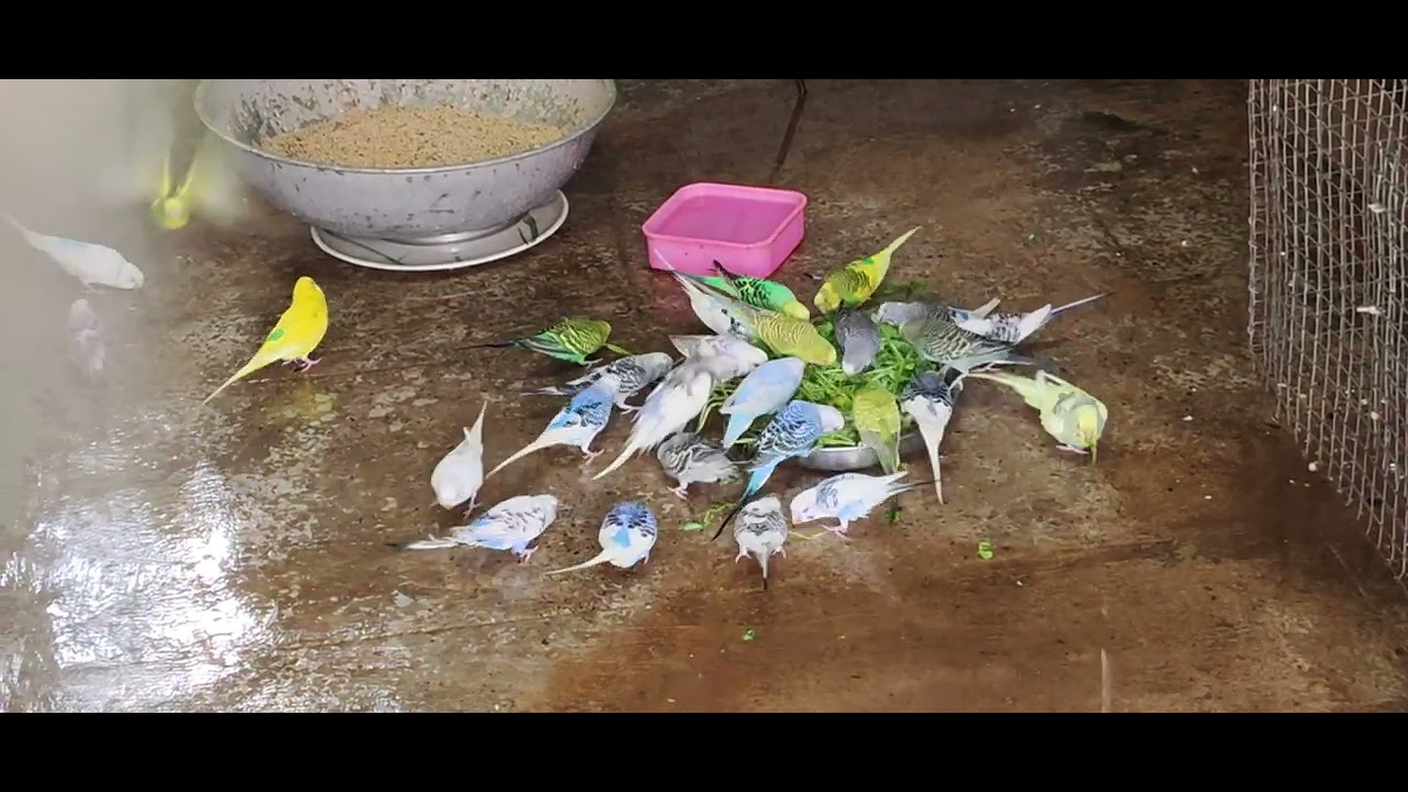 Bird colony #budgies #lovebird #lovebirdlovers111