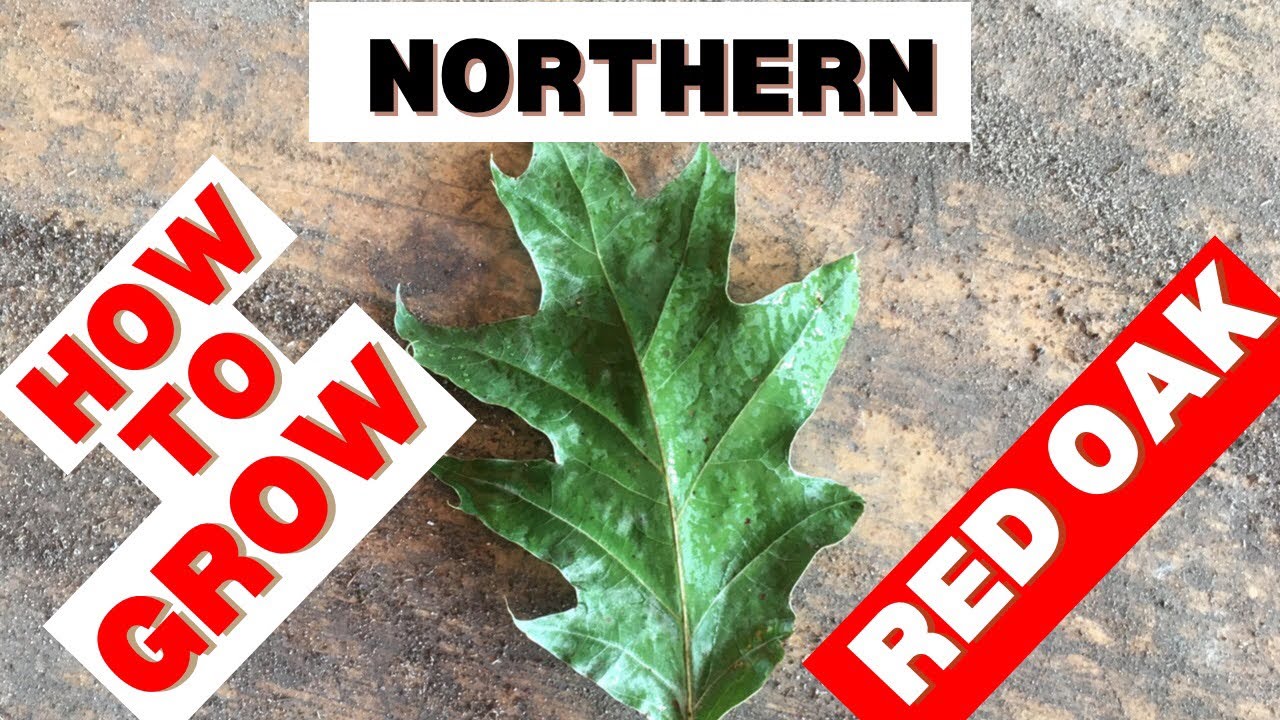 HOW TO GROW NORTHERN RED OAK FROM ACORNS