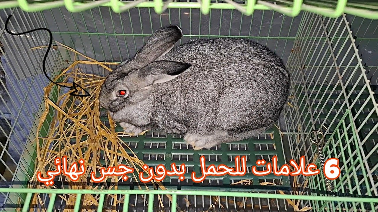 ٦ علامات تدل علي حمل الارنبه بدون جس نهائي