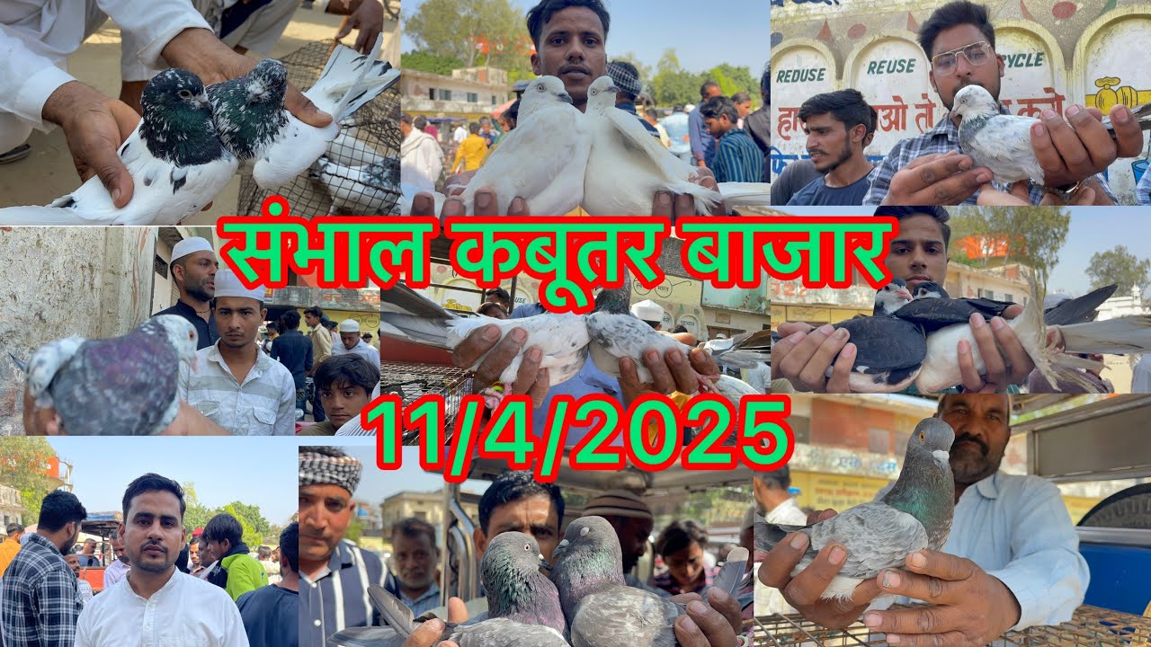 संभाल कबूतर बाजार Sambhal Kabootar bajar 11/4/2025