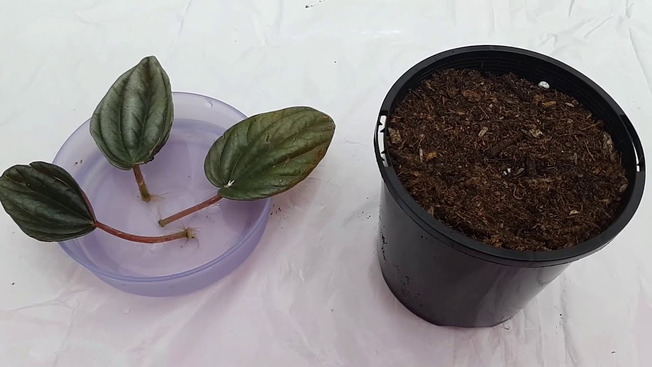 Peperomia Caperata Rosso Propagation from Leaf
