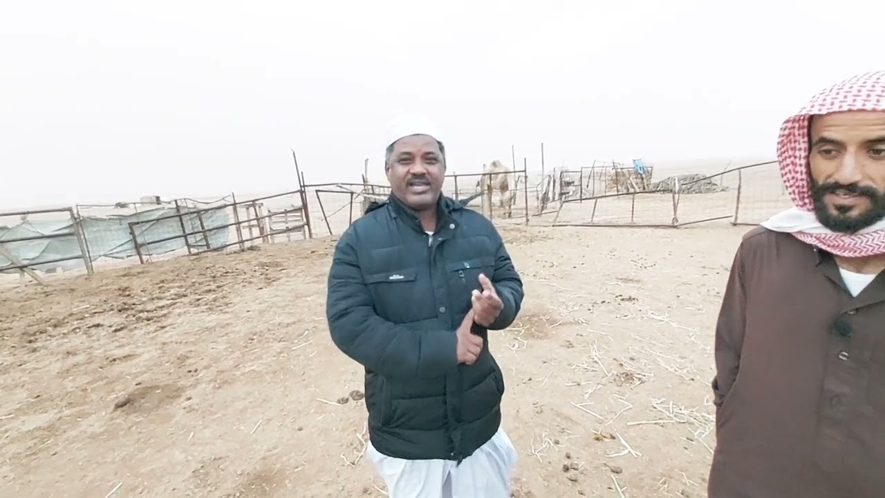 تربية الإبل وتعليفه مع الدلال الخبير متعب ماشاء الله الأربعاء ١٨/٦/١٤٤٤