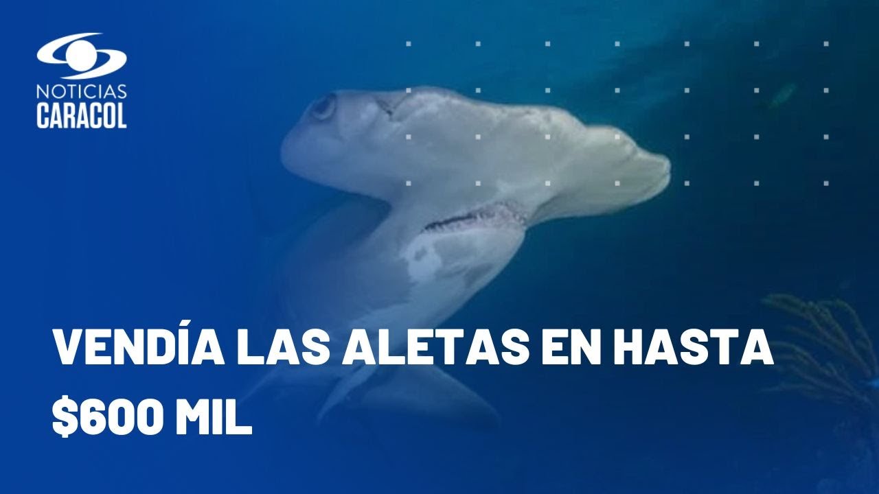 Hijo de exnarcotraficante lideraba red de cazadores: mataban más de mil tiburones al mes