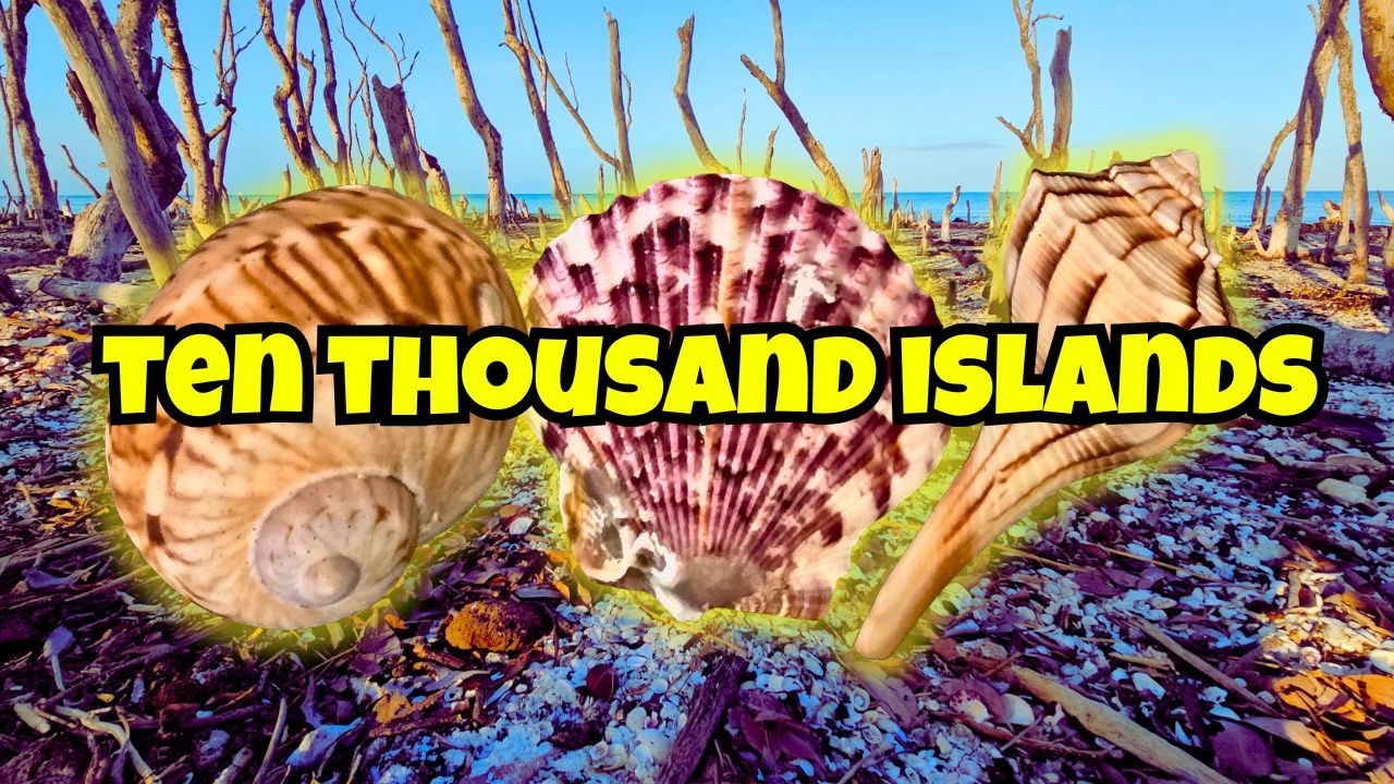 Shell Tour in the Ten Thousand Islands