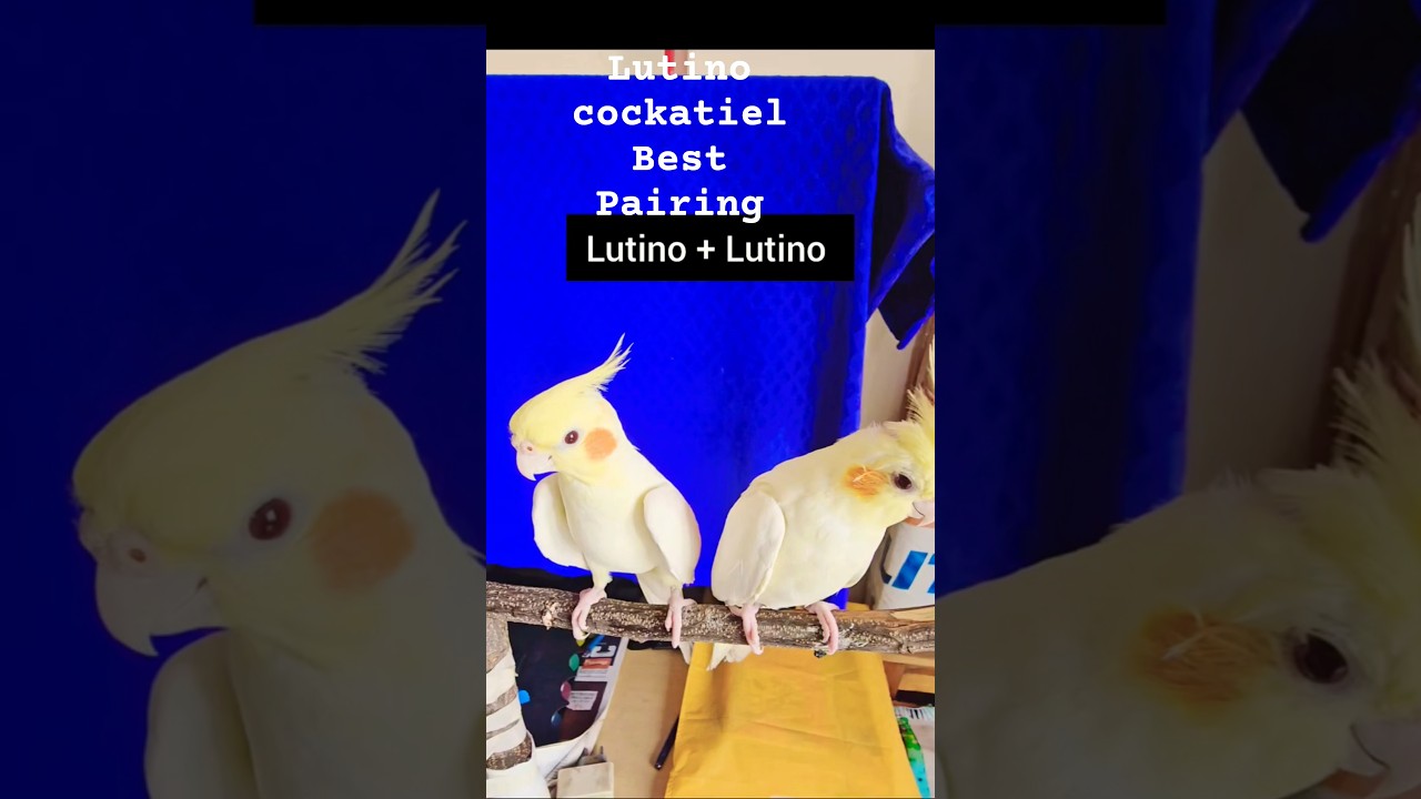 Lutino Cockatiel Breeding Tip!Best pairing ⚠️ #LutinoCockatiel #CockatielBreeding #BirdCareTips