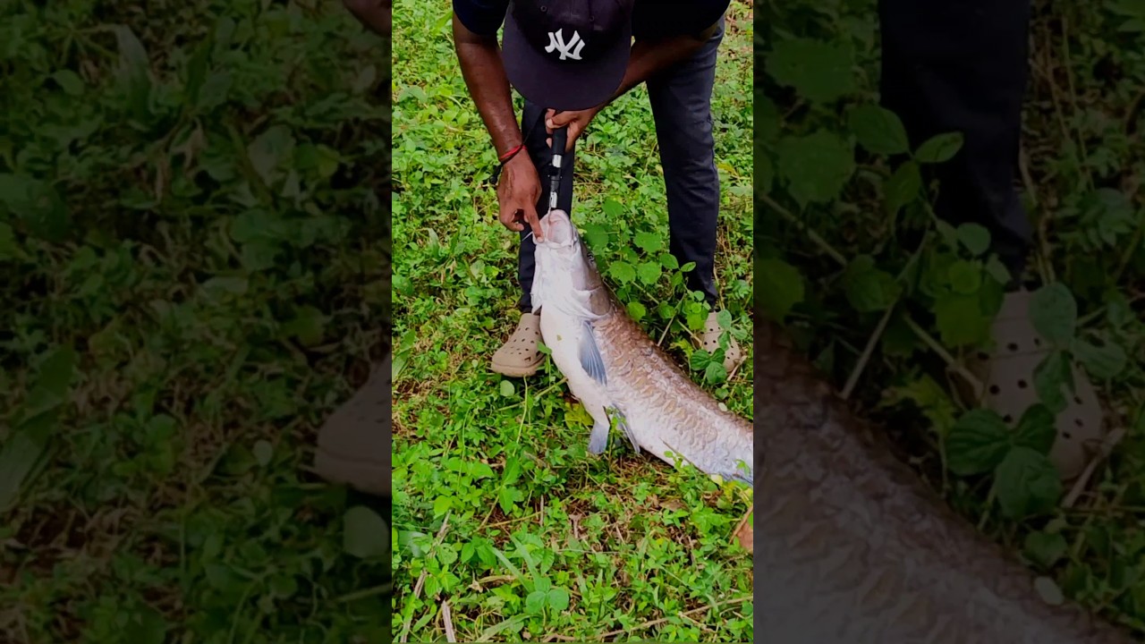 #kerala river fish/masheer