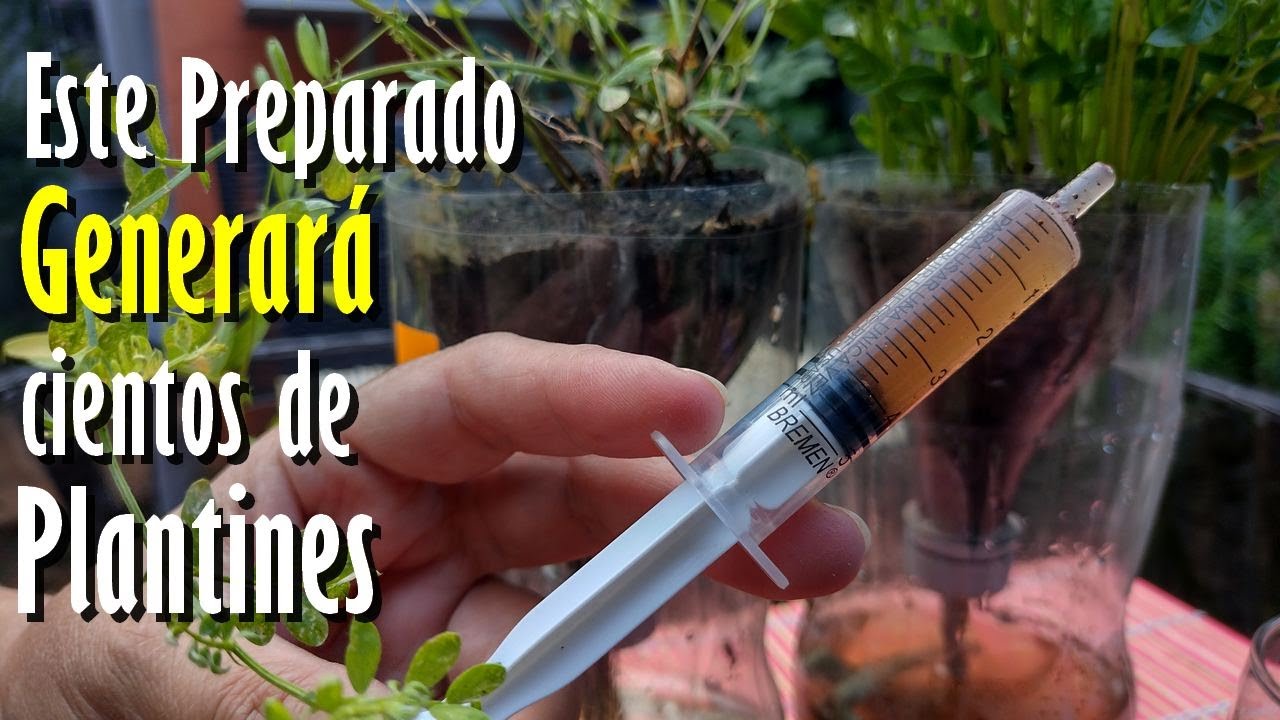 Este SECRETO me lo ense&ntilde;&oacute; un JARDINERO para generar CIENTOS de PLANTINES