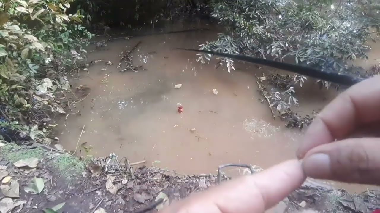 A ceva hoje está ativa muitas curimatà,piau, nela : Pescaria na varinha de mão 