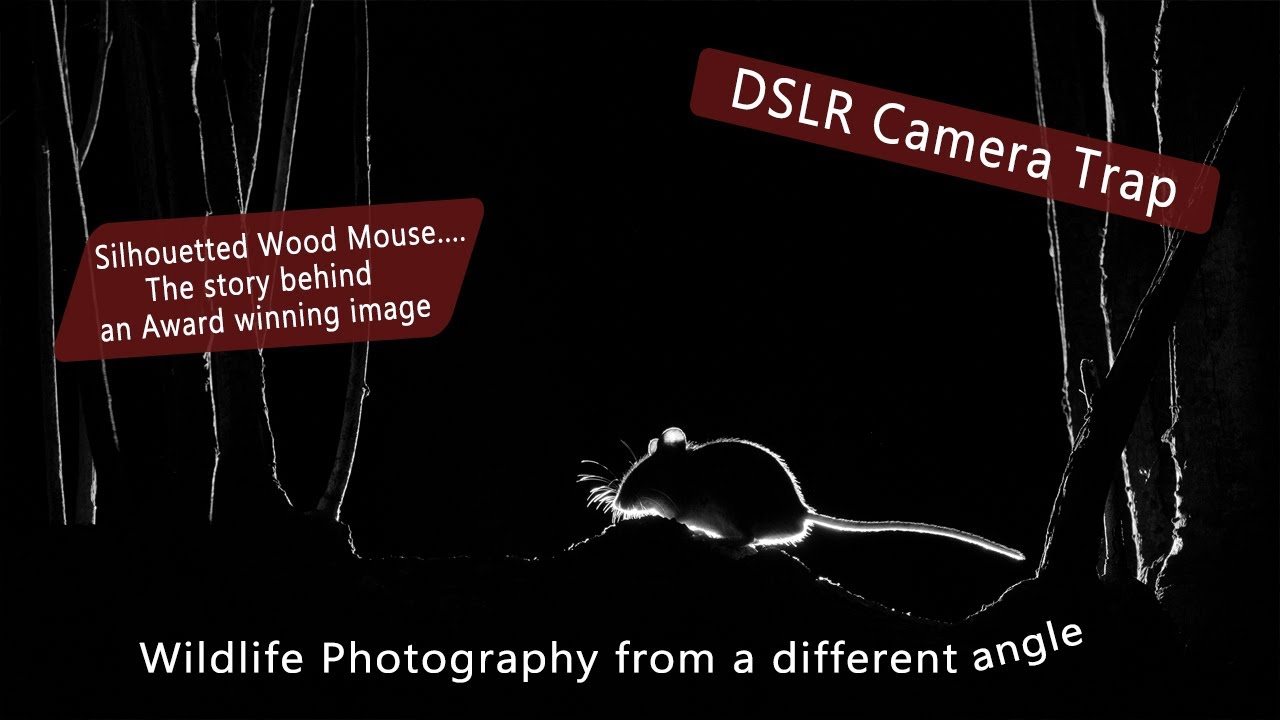 DSLR Camera trap - Silhouetted Wood Mouse, The story behind an award winning image