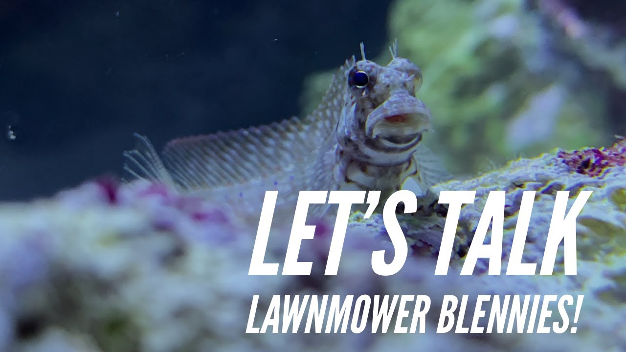Fish Profile - Lawnmower Blenny