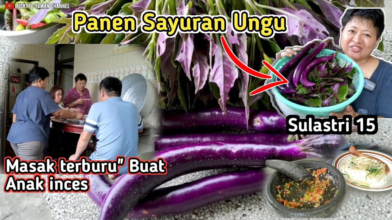 Panen Sayuran Ungu ‼️ Masak Terburu