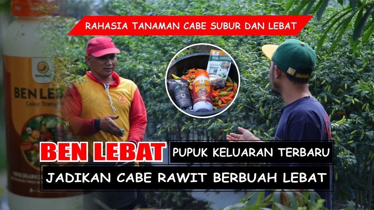 Rahasia pupuk cabe berbuah lebat tanpa kocor..!!