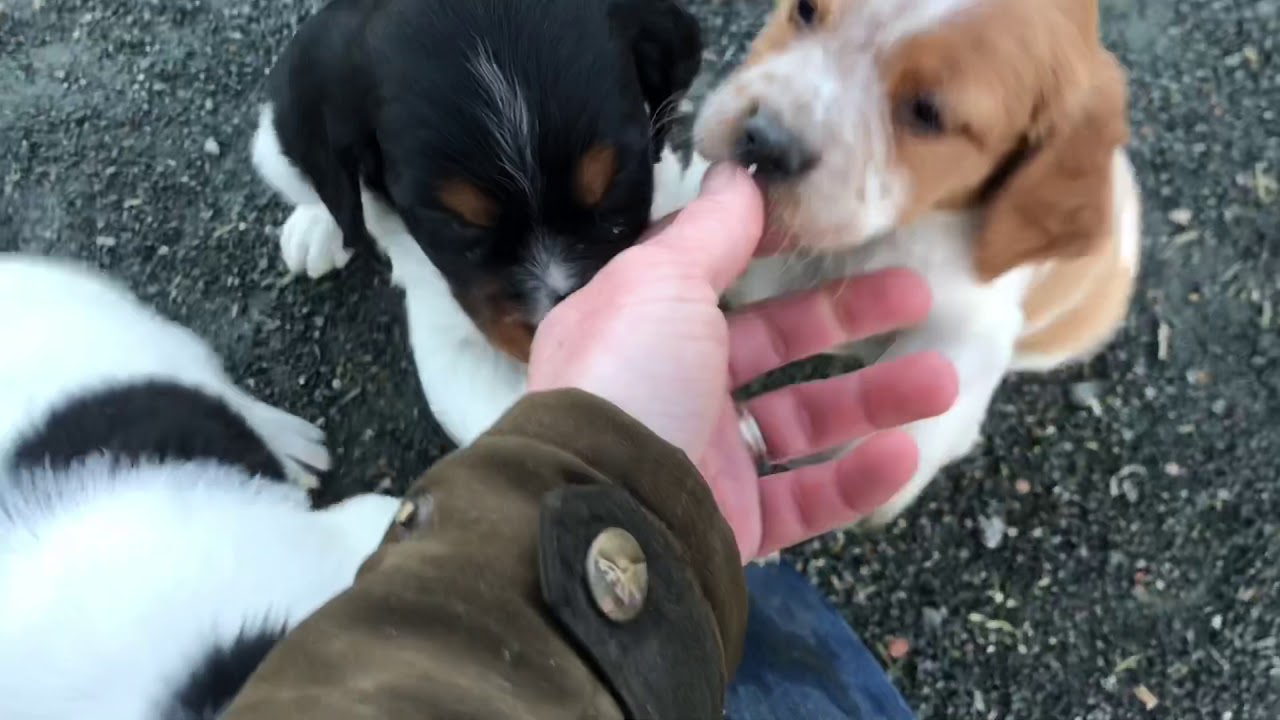 Chiots épagneul breton de un mois et demi