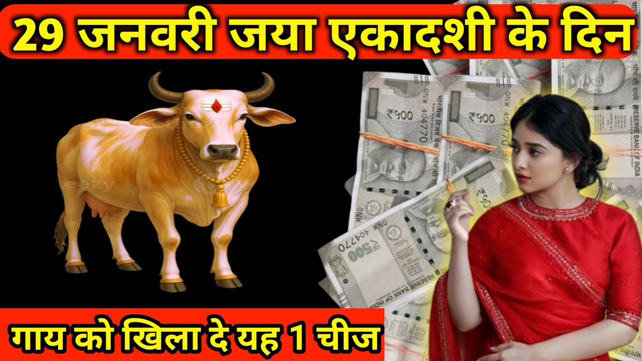 29 जनवरी जया एकादशी के दिन 😱 गाय को खिला दे यह 1 चीज, होगी हर इच्छा मनोकामना पूरी
