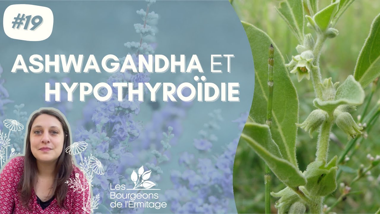 Ashwagandha et hypothyroïdie