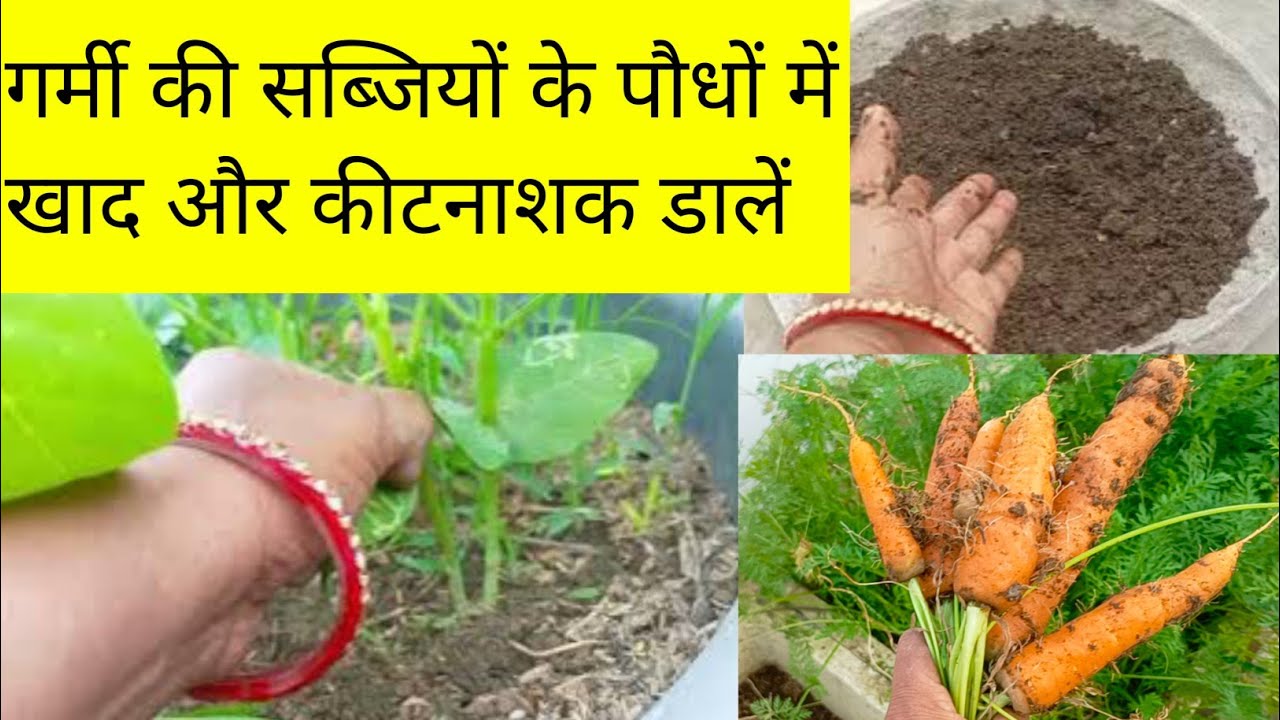 गर्मी की सब्जियों के पौधों को खाद और कीटनाशक पूरी देखभाल🔴 VEGETABLES PLANTS FERTILIZER & PESTICIDE