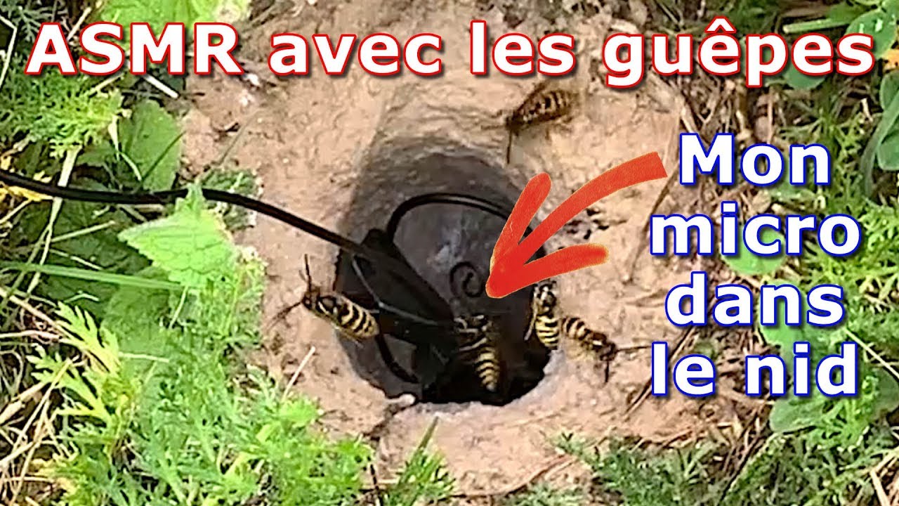 Des guêpes en folies !