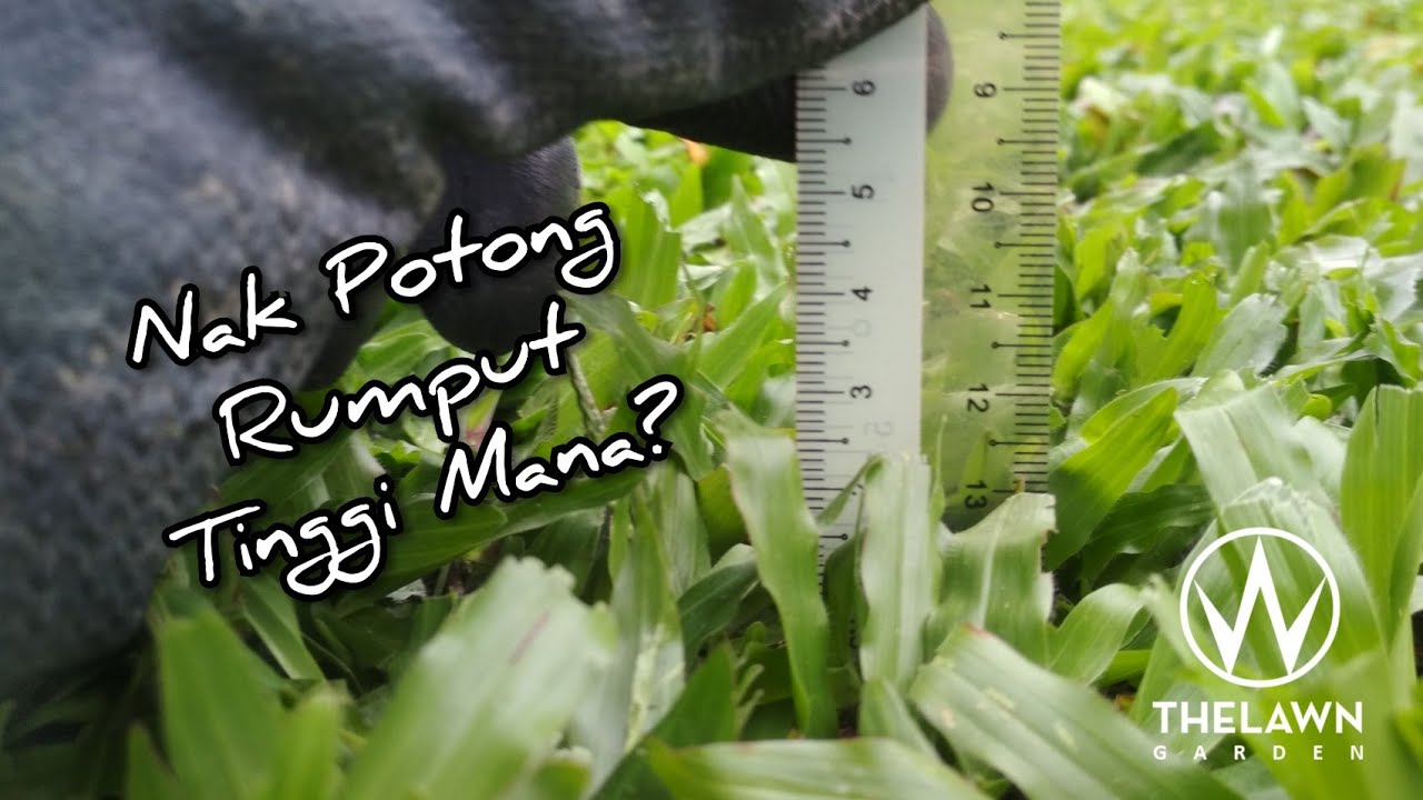 [10] Nak Potong Rumput Cow Grass Tinggi Mana?