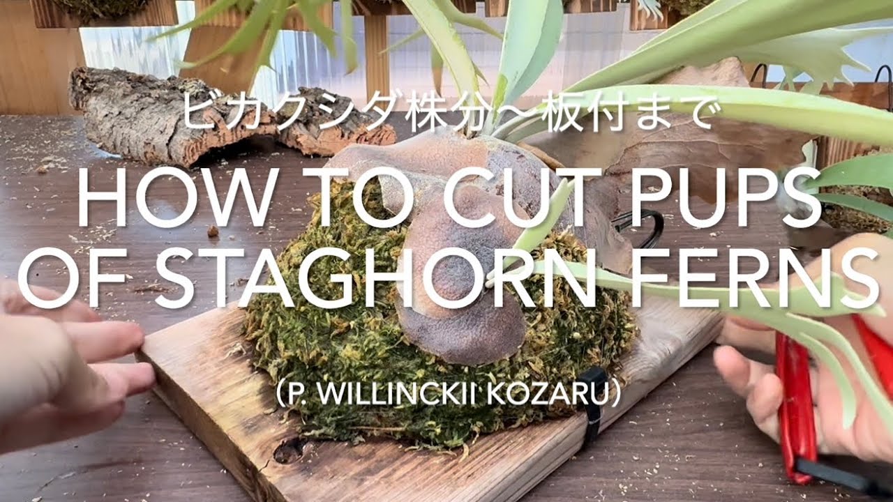 ビカクシダ株分から板付まで〜How to mount a staghorn fern〜（P. willinckii Kozaru）