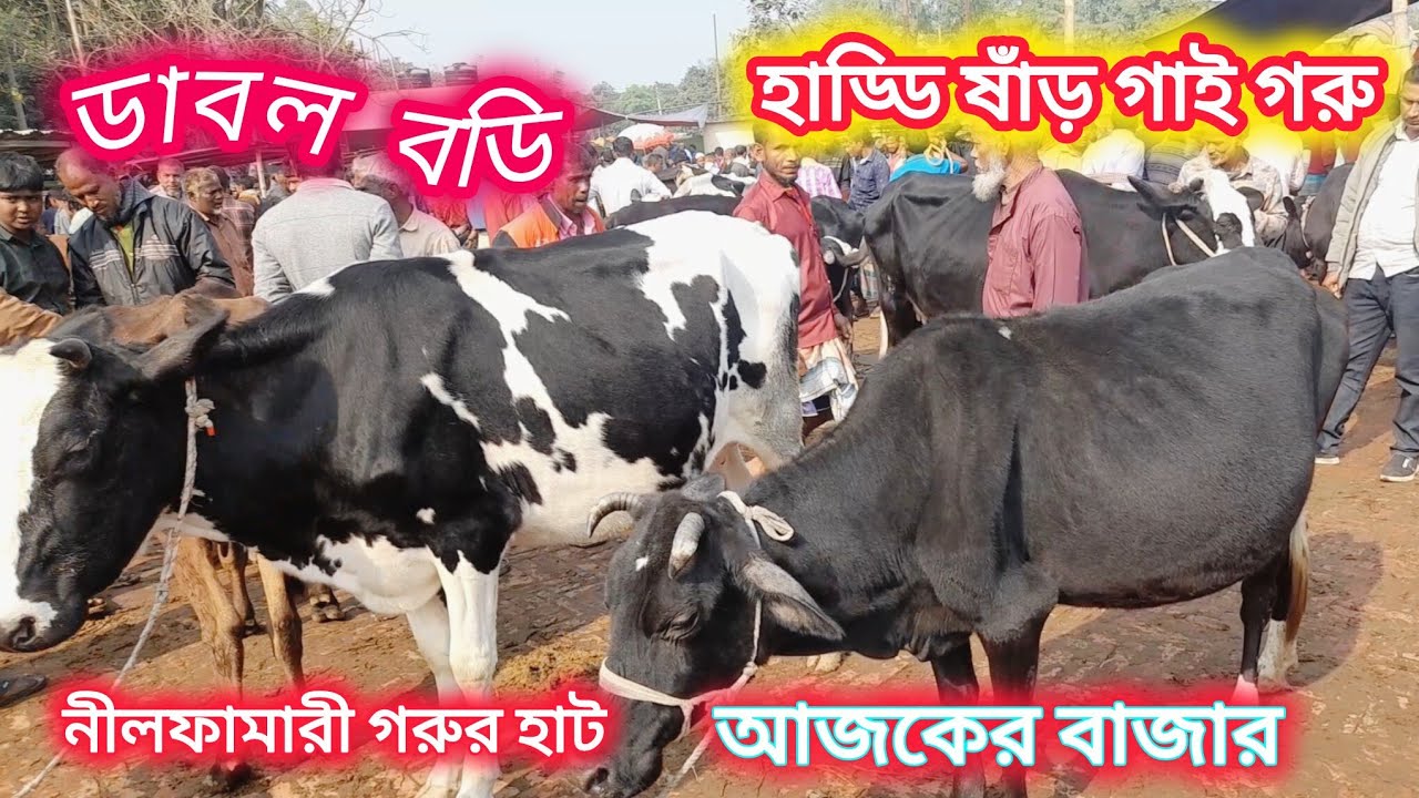 ডাবল বডি হাড্ডি ষাঁড় গরু ক্রয় করুন নীলফামারী হাটে। Cow Bajar Nilphamari । 
