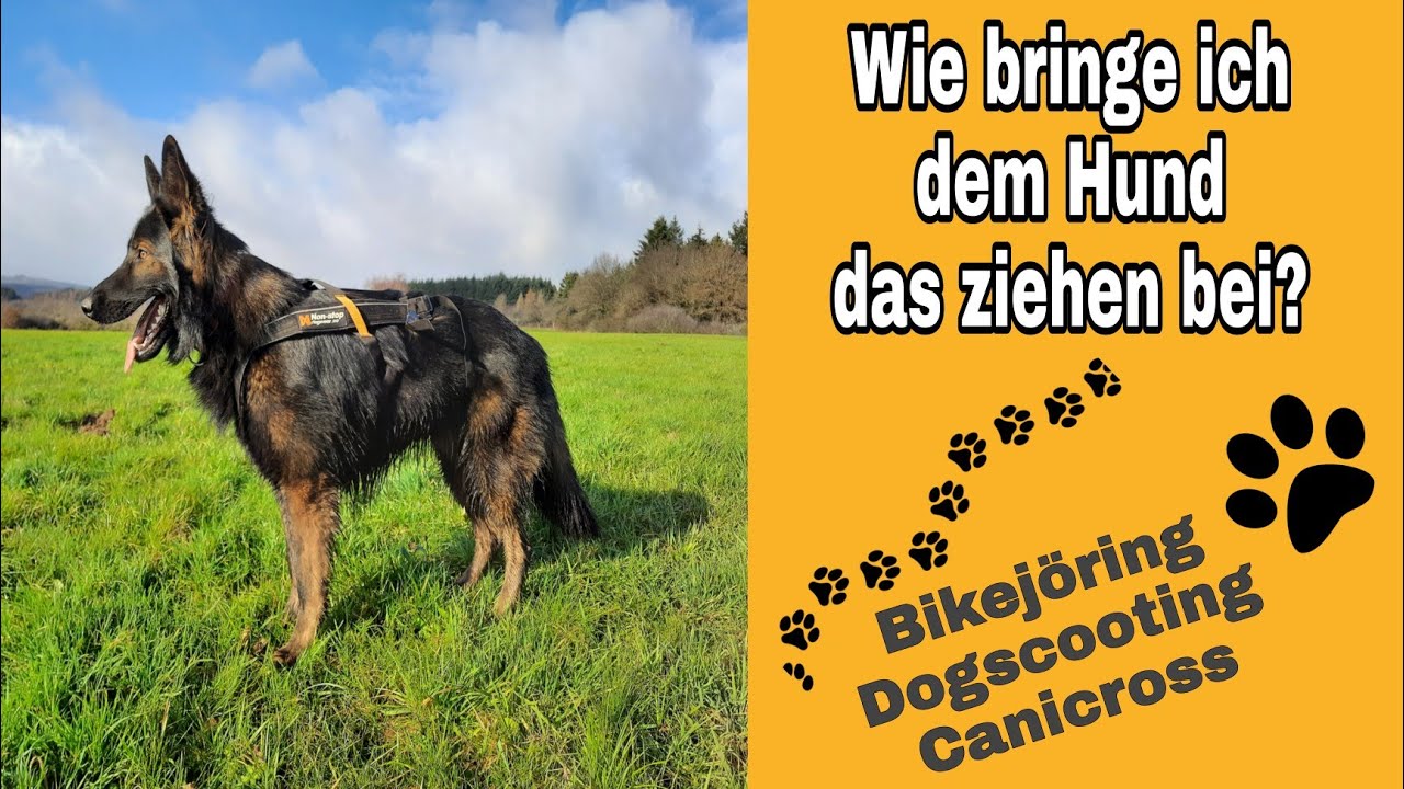 Bikejöring, Dogscooting, Canicross wie bringe ich dem Hund das 
