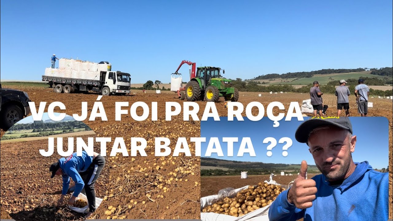 COMEÇOU A SAFRA DE INVERNO DA BATATA NO PARANÁ