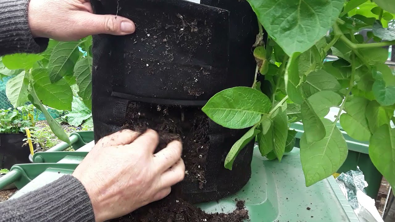 Meko Potato Grow Bag Velcro Door Reveal 🌻Rocket First Earlies 🌻Beetroot Harvest 🌻Pickling Shallots