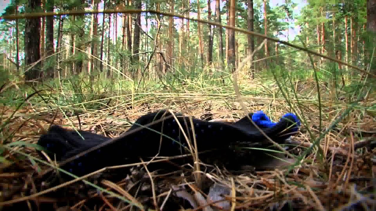 Один день с кинологом