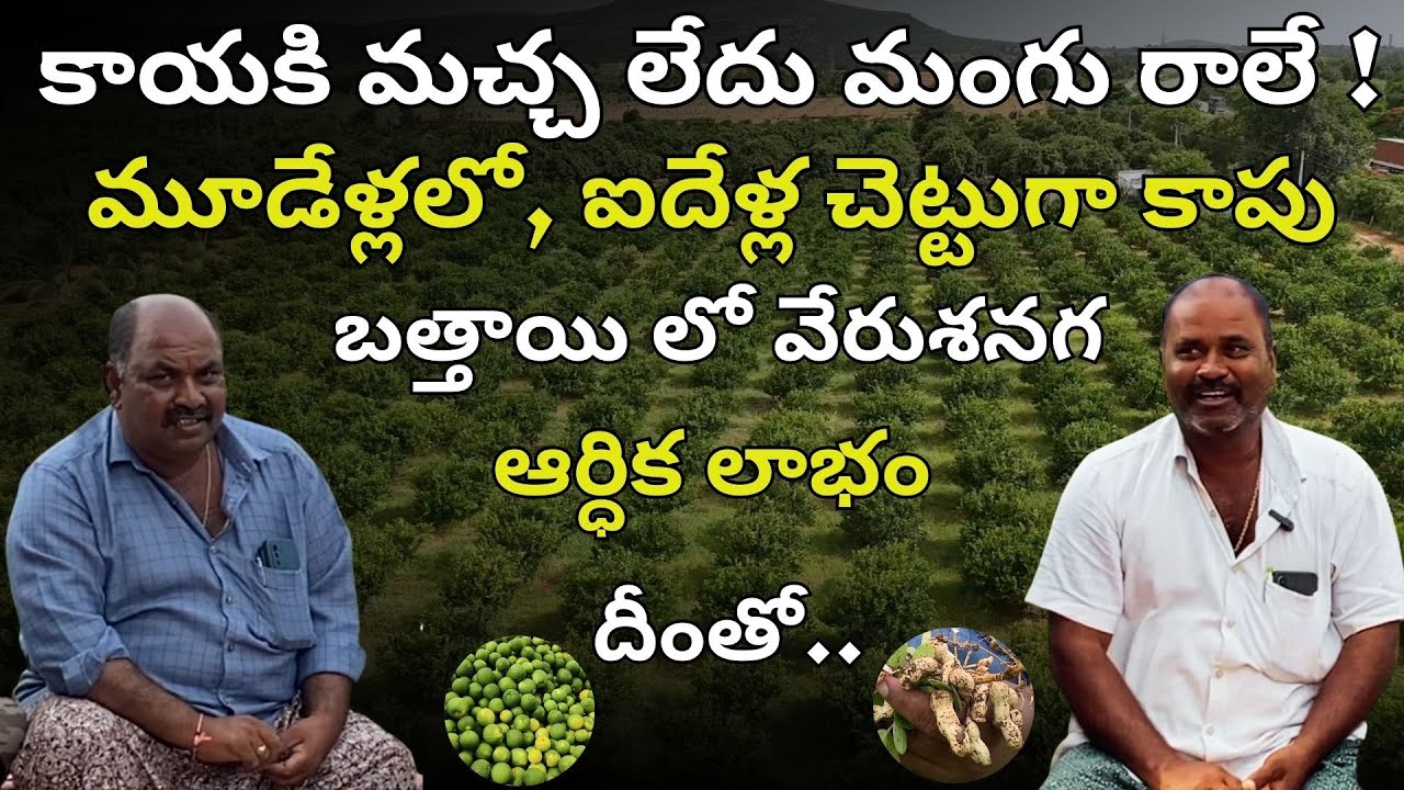 E339 | బత్తాయి లో మిశ్రమ పంటగా వేరుశనగ | #gramabazaar  | #short  | 94912 78836, 833 1800 100 |