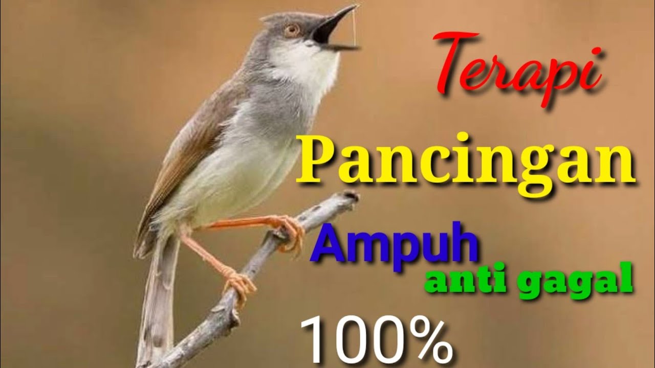 Terapi ciblek sawah pancingan bahan  agar cepat gacor